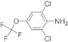 2,6-Dichloro-4-(trifluoromethoxy)benzenamine