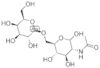 2-acetamido-2-deoxy-6-O-(B-D-*galactopyranosyl)-D