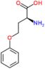 O-phenyl-L-homoserine