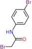 2-bromo-N-(4-bromophenyl)acetamide