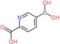 5-boronopyridine-2-carboxylic acid