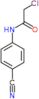 2-chloro-N-(4-cyanophenyl)acetamide