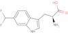 6-(difluoromethyl)tryptophan