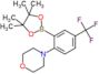 4-[2-(4,4,5,5-tetramethyl-1,3,2-dioxaborolan-2-yl)-4-(trifluoromethyl)phenyl]morpholine