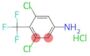 3,5-Dichloro-4-(trifluoromethyl)benzenamine hydrochloride