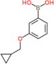 [3-(cyclopropylmethoxy)phenyl]boronic acid