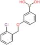 {3-[(2-chlorobenzyl)oxy]phenyl}boronic acid