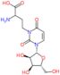 3-(3-amino-3-carboxypropyl)uridine