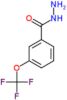 3-(trifluoromethoxy)benzohydrazide