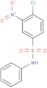 4-chloro-3-nitro-N-phénylbenzènesulfonamide