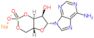 Adenosine, cyclic 3′,5′-(hydrogen phosphate), sodium salt (1:1)