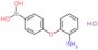 [4-(2-aminophenoxy)phenyl]boronic acid hydrochloride