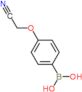 [4-(cyanomethoxy)phenyl]boronic acid