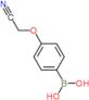 B-[4-(Cyanomethoxy)phenyl]boronic acid