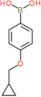 [4-(cyclopropylmethoxy)phenyl]boronic acid