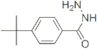 4-tert-Butylbenzhydrazide