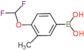 [4-(difluoromethoxy)-3-methyl-phenyl]boronic acid