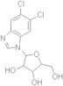 5,6-dichlorobenzimidazole-1-beta-D-ribo furanoside
