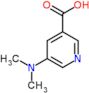 5-(dimethylamino)pyridine-3-carboxylic acid