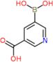 5-(dihydroxyboranyl)pyridine-3-carboxylic acid