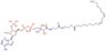 Linoleoyl-CoA