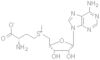 S-Adenosyl-L-methionine