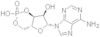 Adenosine Cyclophosphate