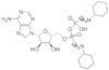 adenosina 5'-difosfato*di(monocicloesilammonio)