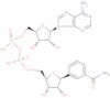 benzamide adenine nucleotide