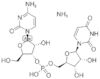 cytidylyl-(3'-5')uridine ammonium