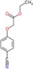 Acetic acid, 2-(4-cyanophenoxy)-, ethyl ester