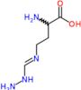 2-amino-4-{[(1E)-hydrazinomethylidene]amino}butanoic acid