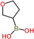 tetrahydrofuran-3-ylboronic acid