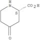 2-Piperidinecarboxylicacid, 4-oxo-, (2S)-