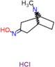 8-methyl-8-azabicyclo[3.2.1]octan-3-one oxime hydrochloride