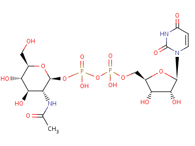 UDP-N-acetyl-D-glucosamine