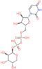 UDP-arabinose