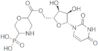 uridine 5'-monophosphomorpholidate