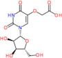 Uridine-5-oxyacetic acid