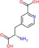 4-[(2S)-2-amino-3-hydroxy-3-oxo-propyl]pyridine-2-carboxylic acid