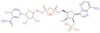 [[(2R,3S,4S,5R)-5-(6-aminopurin-9-yl)-3-hydroxy-4-phosphonooxy-tetrahydrofuran-2-yl]methoxy-hydroxy-phosphoryl] [(2R,3R,4S,5R)-5-[(4R)-3-carbamoyl-4-deuterio-4H-pyridin-1-yl]-3,4-dihydroxy-tetrahydrofuran-2-yl]methyl hydrogen phosphate