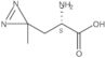 <span class="text-smallcaps">L</span>-Photo-leucine