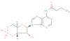 monobutyril cyclique AMP
