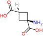 cis-1-aminocyclobutane-1,3-dicarboxylic acid