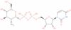 UDP-glucosamine