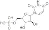 Uracil Arabinonucleoside 5'-Phosphate