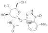 O-aminophthalylhydrazido-N-acetyl-B-D-*glucosamin