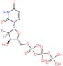 2'-deoxy-2'-fluorouridine 5'-(tetrahydrogen triphosphate)