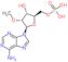 5′-Adenylic acid, 2′-O-methyl-, homopolymer