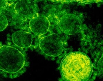 Die Rolle der Antikörper in der Immunologie: Vielfalt, Funktionen und Relevanz